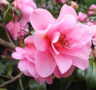 Big Camellia Sasanqua