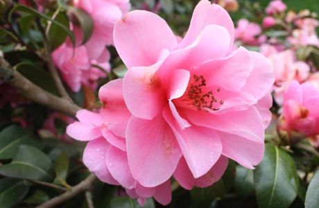 Big Camellia Sasanqua