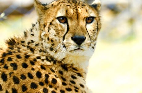 Tama Zoological Park
