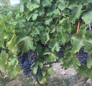Fattoria Montechiari