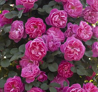 Rosa & Berry Tawada