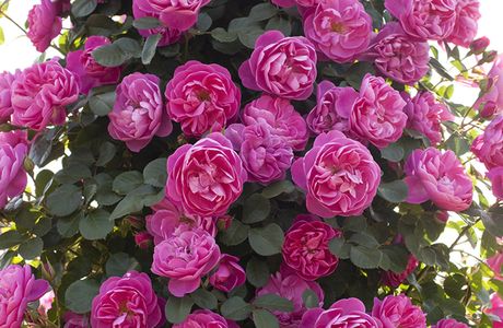 Rosa & Berry Tawada