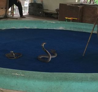 Mae Sa Snake Farm