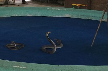 Mae Sa Snake Farm