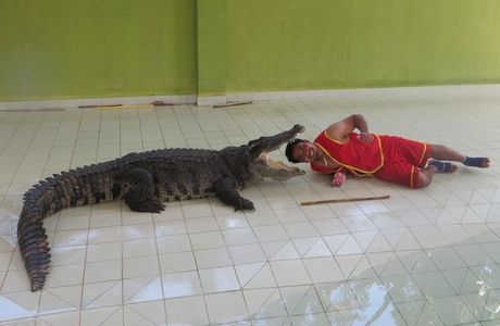 Maerim Crocodile Show