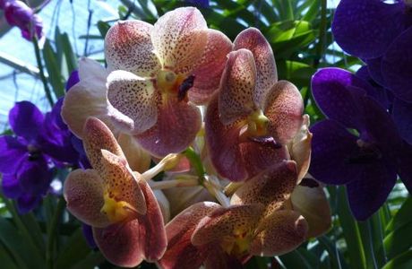 Orchid and Butterfly Farm