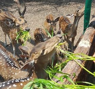 Lopburi Zoo