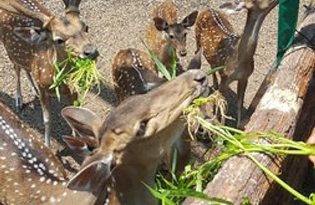 Lopburi Zoo