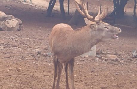 Yaar Haayalim - Deer Forest
