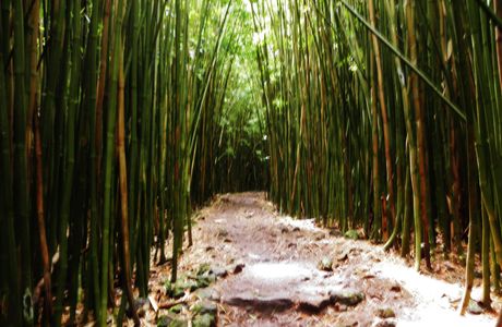 Bamboo Forest