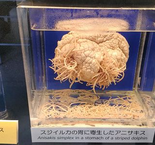 Meguro Parasitological Museum