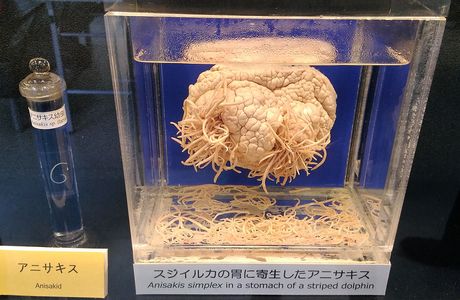 Meguro Parasitological Museum