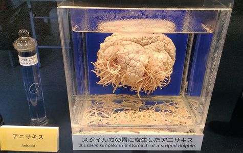 Meguro Parasitological Museum 1