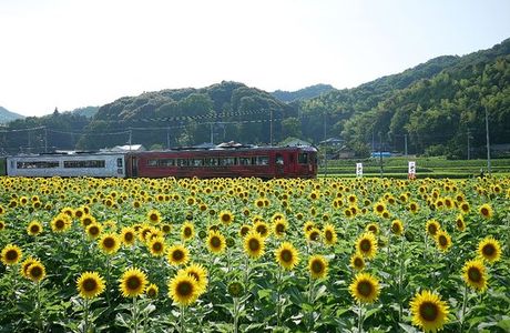 Himawari no Sato Manno