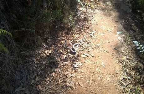 Keppel Lookout Trail
