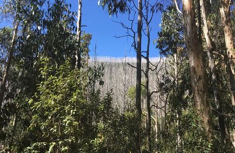 Lady Talbot Forest Drive