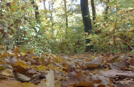 Wolski Forest