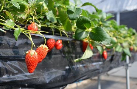 Koka Strawberry House