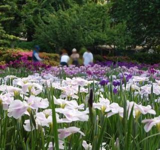Japanese Iris Garden