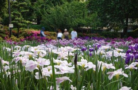 Japanese Iris Garden