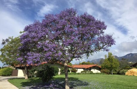 Jacaranda no Mori