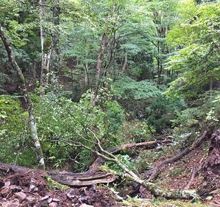 Wakasugi Natural Forest