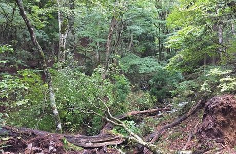 Wakasugi Natural Forest