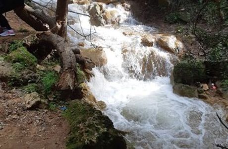 Parod Stream