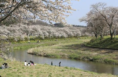 Natsui Sembong Sakura