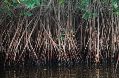 Biotopo Monterrico-Hawaii