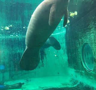 Manatee Center