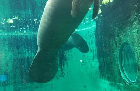Manatee Center