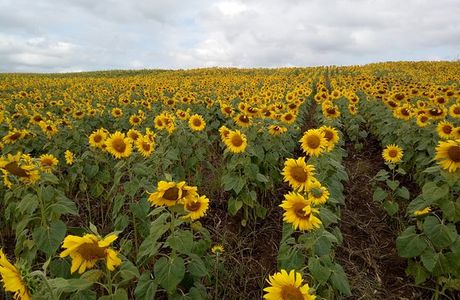 Manee Sorn Sunflower Field