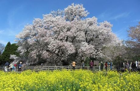 Isshingyo Park