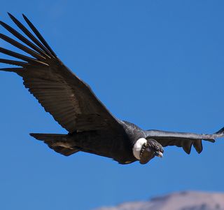 Teleferico Condor Andino