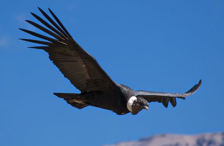 Teleferico Condor Andino