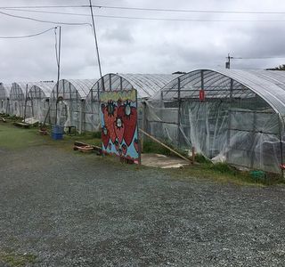 Genkai Strawberry Picking Farm