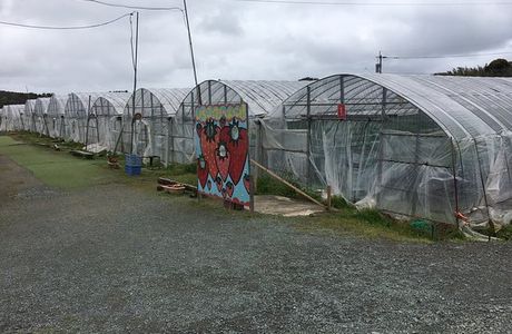 Genkai Strawberry Picking Farm