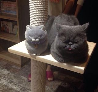 Cat Cafe Calico Kichijoji