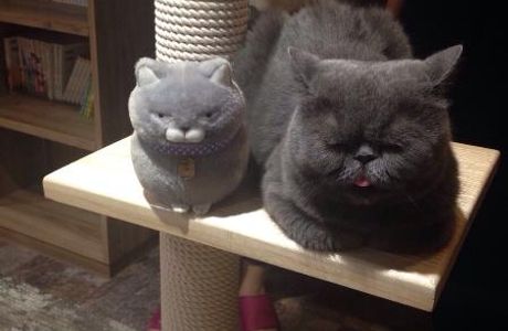 Cat Cafe Calico Kichijoji