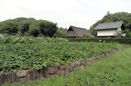 Noyamakita Rokudoyama Park