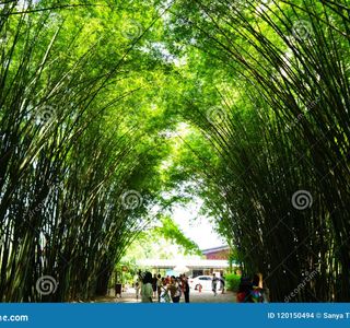 Bamboo Grove - Chulapornwararam Temple