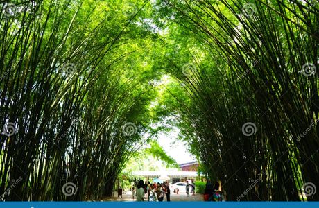 Bamboo Grove - Chulapornwararam Temple