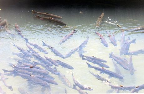 Penglai River Fish Watching Trail