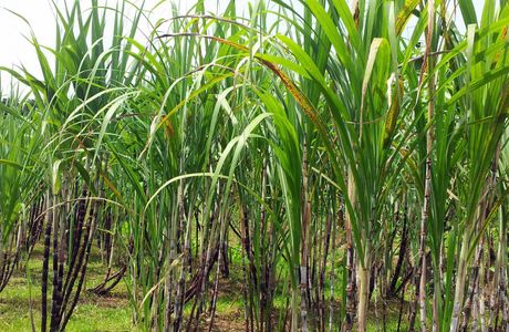 Gakiya Sugarcane Plantation