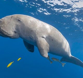 Hill With a View of the Dugong
