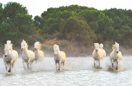 Maison du Cheval - Camargue Association