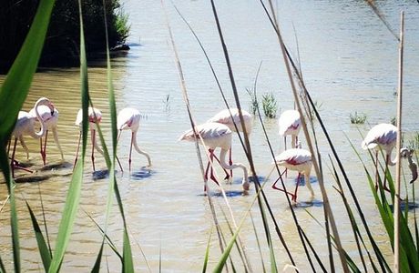 Le Parc Ornithologique de Pont de Gau