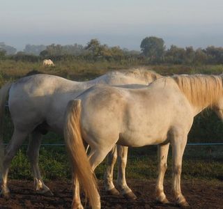 Brenda Centre de Tourisme Equestre Day Tours