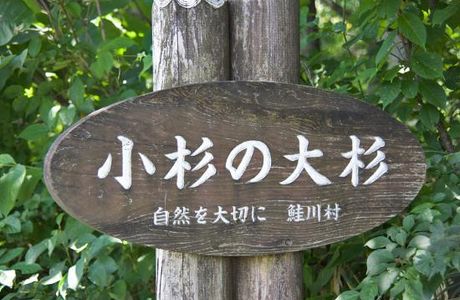 Tall Cedar Tree in Kosugi